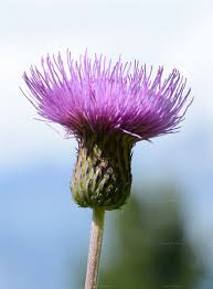 Attēlu rezultāti vaicājumam “Cirsium heterophyllum”