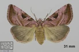 Attēlu rezultāti vaicājumam “Eucarta virgo”