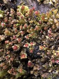 Attēlu rezultāti vaicājumam “Scapania lingulata”