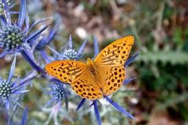 Attēlu rezultāti vaicājumam “Argynnis paphia female”