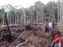 Effects of Illegal logging in the jungle, Sauce, Peru