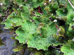 Attēlu rezultāti vaicājumam “Peltigera aphthosa”