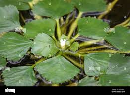 Attēlu rezultāti vaicājumam “Trapa natans leaf”