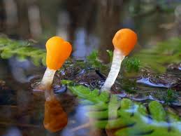 Attēlu rezultāti vaicājumam “Mitrula paludosa”