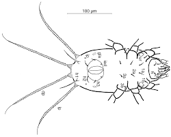 Attēlu rezultāti vaicājumam “Belbodamaeus sp.”