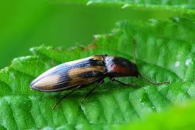 Attēlu rezultāti vaicājumam “Selatosomus cruciatus”