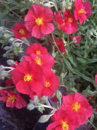 Attēlu rezultāti vaicājumam “Helianthemum x hybridum”