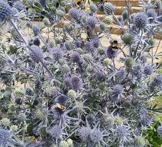 Image result for Edeldistel