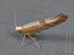 Attēlu rezultāti vaicājumam “Argyresthia pruniella”