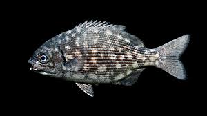 Image result for Kyphosus