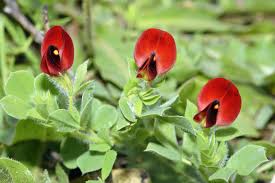 Image result for Lotus tetragonolobus