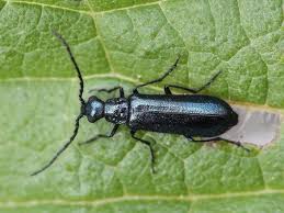 Attēlu rezultāti vaicājumam “Dasytes caeruleus”