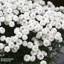 Image result for Achillea Ptarmica