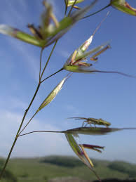 Attēlu rezultāti vaicājumam “Helictotrichon pubescens”