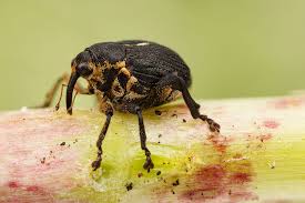 Attēlu rezultāti vaicājumam “Mononychus punctumalbum”