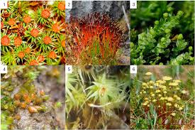 Attēlu rezultāti vaicājumam “Acaulon muticum sporophyte”