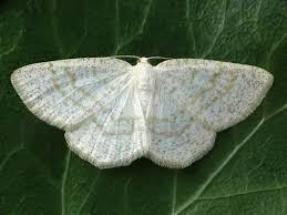 Attēlu rezultāti vaicājumam “Cabera exanthemata male”