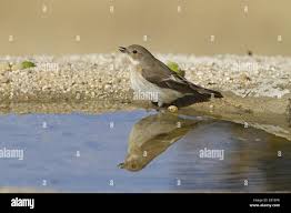 Attēlu rezultāti vaicājumam “Ficedula hypoleuca juvenile”