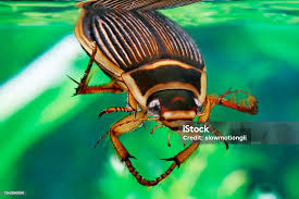 Attēlu rezultāti vaicājumam “Dytiscus marginalis”