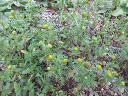 Attēlu rezultāti vaicājumam “Matricaria discoidea leaf”