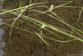 Attēlu rezultāti vaicājumam “Sparganium erectum aggr. leaf”