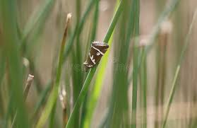 Attēlu rezultāti vaicājumam “Deltote bankiana”