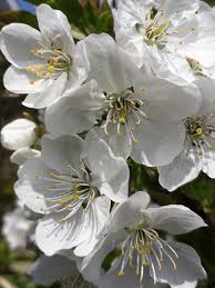 Attēlu rezultāti vaicājumam “Prunus avium flower”