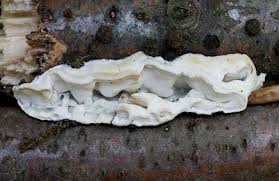 Attēlu rezultāti vaicājumam “Skeletocutis nivea”