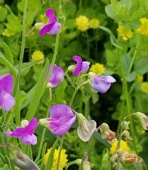 Attēlu rezultāti vaicājumam “Lathyrus palustris flower”