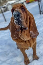 Image result for Carlisle BloodHounds