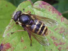 Attēlu rezultāti vaicājumam “Sericomyia silentis”