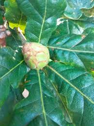 Attēlu rezultāti vaicājumam “Quercus robur fruit”