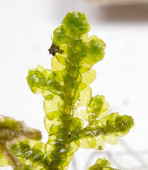 Attēlu rezultāti vaicājumam “Porella platyphylla”