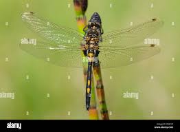 Attēlu rezultāti vaicājumam “Leucorrhinia rubicunda”