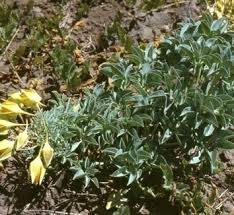 Attēlu rezultāti vaicājumam “Tropaeolaceae”