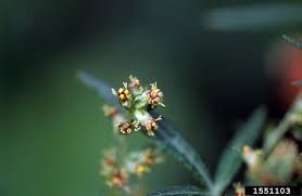 Attēlu rezultāti vaicājumam “Artemisia vulgaris bud”