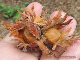 Attēlu rezultāti vaicājumam “Corylus colurna”