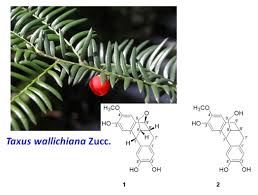 Attēlu rezultāti vaicājumam “Taxus wallichiana”