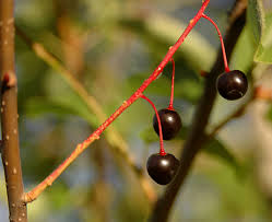Attēlu rezultāti vaicājumam “Padus avium fruit”