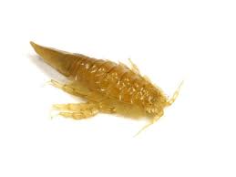 Attēlu rezultāti vaicājumam “Saduria entomon”