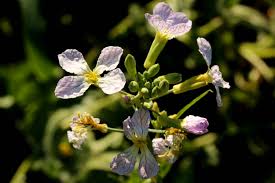 Attēlu rezultāti vaicājumam “Raphanus sativus flower”