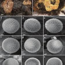 Attēlu rezultāti vaicājumam “Fuligo gyrosa plasmodium”