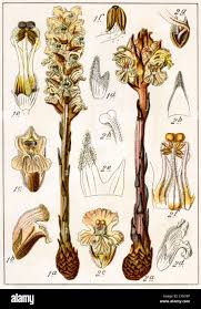 Attēlu rezultāti vaicājumam “Geocrypta galii”