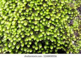 Attēlu rezultāti vaicājumam “Dichodontium pellucidum macro”