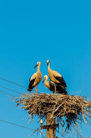 Attēlu rezultāti vaicājumam “Ciconia ciconia nest”