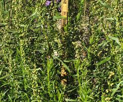 Image result for Artemisia dracunculus