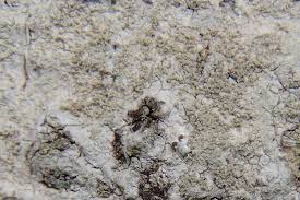 Attēlu rezultāti vaicājumam “Pertusaria coccodes”