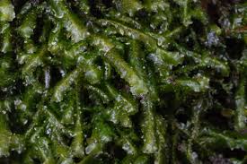 Attēlu rezultāti vaicājumam “Homalia trichomanoides”