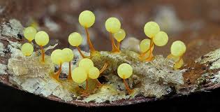 Attēlu rezultāti vaicājumam “Physarum penetrale spores”