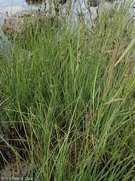 Attēlu rezultāti vaicājumam “Carex buxbaumii”